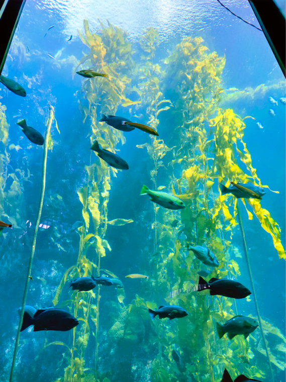 Kelp forest Monterey Aquarium madhuonthego